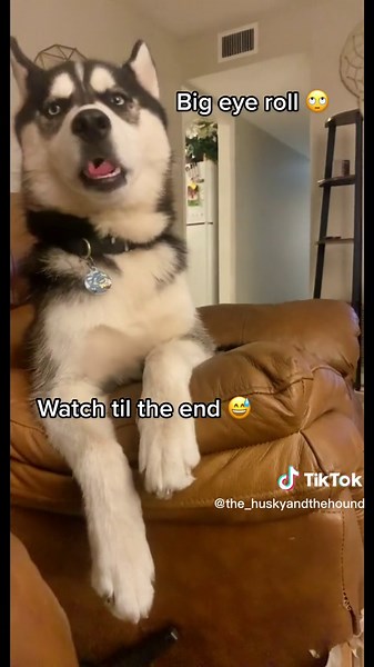 Hilarious Dog vs Chicken Nugget Drama