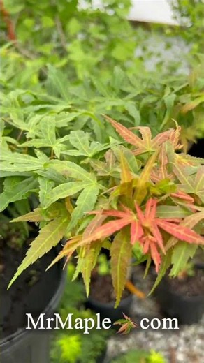 Acer palmatum Red Panda™ Japanese Maple