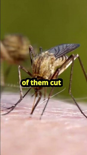 How A Mosquito Drinks Your Blood?