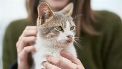 Top 5 Reasons for a Cat Throwing Up Food but Acting Normal