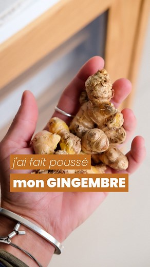 Claire Seiller | Utopiste & imparfaite on Instagram: "[GINGEMBRE] j’ai fait poussé le mien ! Il faut savoir une chose sur moi, je n’ai pas particulièrement la main verte 😅 Mon jardin citadin, loin de me permettre d’être autonome, est avant tout un lieu d’expérimentation J’aime tester des choses, me dire que, petit à petit j’arrive à faire pousser des choses de mes petites mains une deuxième chose : j’adore le gingembre mais j’ai toujours un petit pincement quand je l’achète en me disant que ce 