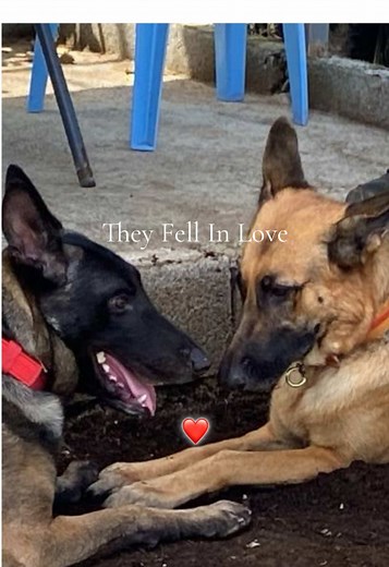 German Shepherd and Belgian Malinois Mix Explained