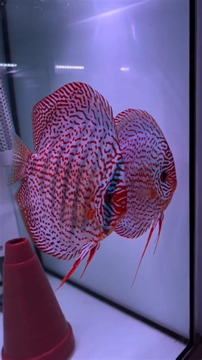 A-Grade Discus Pair 😍🔥 Must Watch! #discusfish #aquariumfish #discusslover #fish #wilddiscus