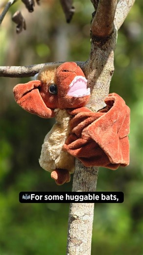 1K views · 16 reactions | For huggable bats, visit Corkscrew Swamp Sanctuary! | Audubon's Corkscrew Swamp Sanctuary | Facebook