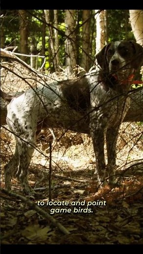 English Setter Dog Breed