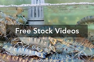 Freshwater Fish Tank Videos, Download The BEST Free 4k Stock Video Footage & Freshwater Fish Tank HD Video Clips