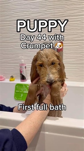 Day 44 with Crumpet: first full body bath 🛁 🧼🫧 #goldendoodle #dailyvlog #puppy #doodle