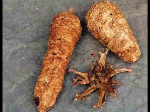 The Health Benefits of Devil’s Claw