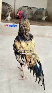 03177411944.... Amroha#Lasani#Merathi#Mushka#Diffrent#Breedes## | Babar Aseel Farm Mianwali