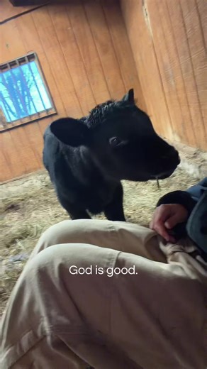 Poor girl lost her momma last night #cattle #calf #country