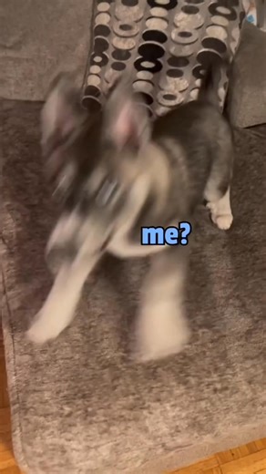 We brought more drama into this house.. #Husky #puppy #pets | Maya The Husky