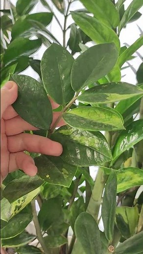 Никогда не применяйте янтарную кислоту для Замиокулькаса, вы точно этого не знали! #plants