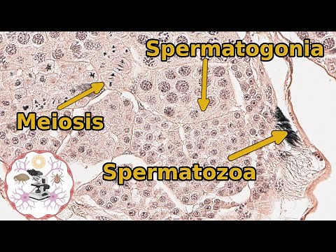 Insect (Grasshopper) Testes - Histology and Anatomy