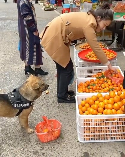 Fido's tips to reduce waste while grocery shopping: 1) Cut food waste with a shopping list & avoid extra items. 2) Ditch single-use bags and bring a reusable bag or basket to carry your groceries. Yes, our pets can teach us new tricks. Video via @cutest_animal1 / Twitter | CalRecycle | Facebook