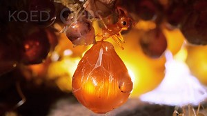 Honeypot ants and their "golden water balloons" of nutrients