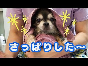 [Dog] Having a shower with Micro bubble [chihuahua]