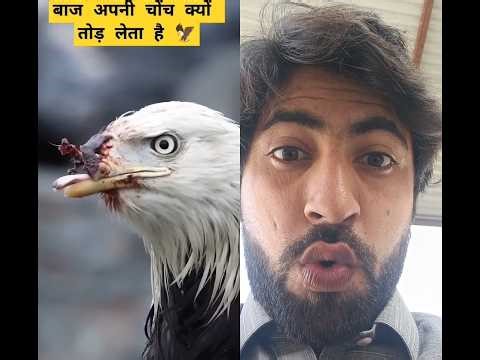 The Eagle’s Transformation | A Powerful Lesson for Life😱😱