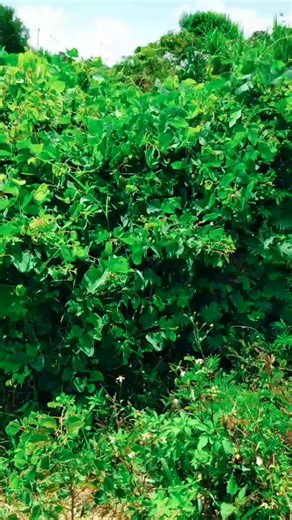 Ticks on legs are extremely itchy. - 7283613416487603502 #tripophobia #tren... #bohkbla91 #fyp | Daisy Video