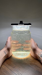 You can visit a nearby water source to find Daphnia. If you’re lucky, you might spot them. If you’re patient and have a long established tank, you may eventually observe Daphnia forming. The simplest and quickest solution is to purchase them and start your own culture. You can feed Daphnia with any type of fish food but spirulina based options are the best. Alternatively, you can also feed them green water. To create green water, take some water from your aquarium and leave it under sunlight for