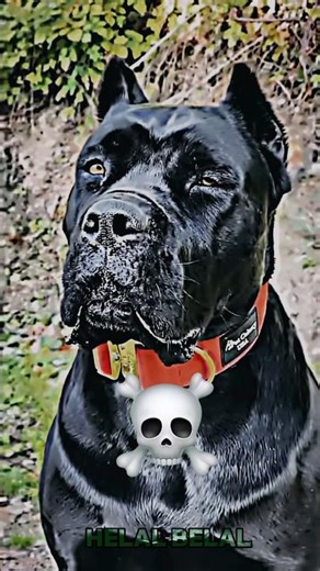 Dog Version 💀🔥#trollface #trolling #editing #trending #memes#unexpected #twist