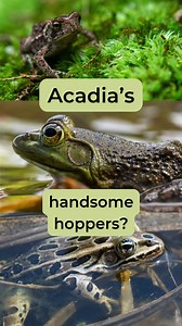 Frogs are easy to ID—as frogs, at least. And while all toads are frogs, not all frogs are toads. Can you identify these handsome hoppers of Acadia National Park? Try your hand at our frog-tastic quiz: https://friendsofacadia.org/quiz-frogs-of-acadia/ | Friends of Acadia
