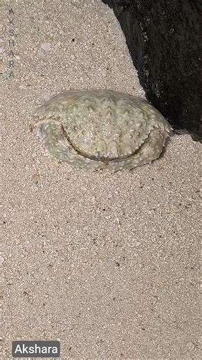 Funny Box Crab! fishing🎣 Beach🏖 #shorts #livestreaming #skyway #fishing