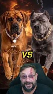 Fila Brasileiro vs Cane Corso #biologohenrique #animals #dogbreeds #biologist