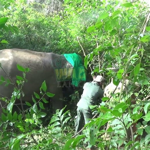 Wild Elephant Fitted with GPS Radio Collar 🐘📡| Wildlife | Elephant | Animals | Nature #elephant