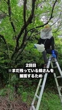 【養蜂】分蜂中のニホンミツバチを捕獲！ #ホリチャンネル #田舎暮らし #伊豆 #ニホンミツバチ #分蜂