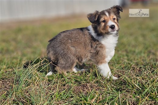Asher - Shetland Sheepdog Puppy 2ECEE1