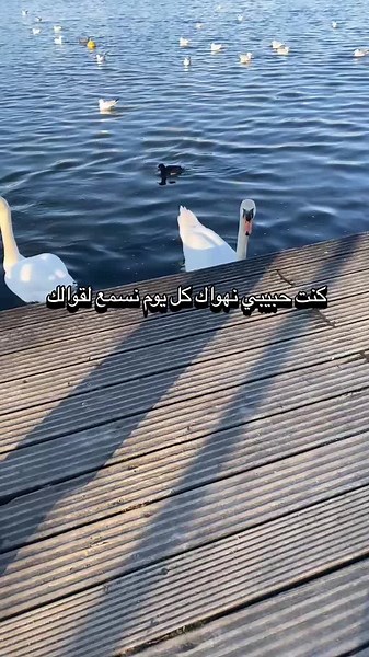 Discover the Heartfelt Songs of Dahmane El Harrachi