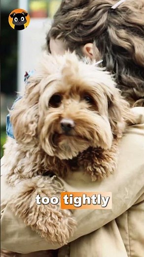 Whale Eye in Dogs: The Warning Sign Most Owners Miss