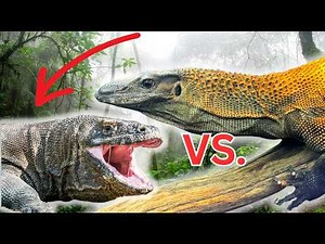 KOMODO DRAGON VS ROUGHNECK MONITOR LIZARD! #Reptiles