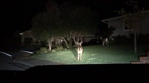 Whether it's animalistic drivers or just animals, there's never a lack of craziness on the roads. Download Nexar, the AI dashcam app, to start recording your rides today! iPhone nxr.cm/ios Android nxr.cm/android | Nexar