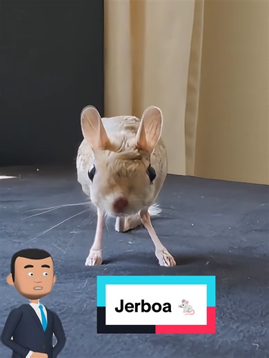 Jerboa: The Desert Animal That Defies Physics