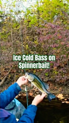 Ice Cold Bass On A Spinnerbait?Yep it works!#shorts#bassfishing #kayakfishing
