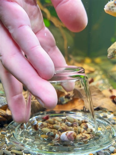 The Importance of Snails for Freshwater Puffers