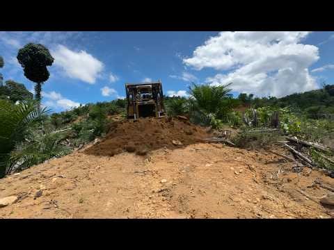 The Skill of the Cat d6r XL Bulldozer Operator in Opening Roads in the Palm Oil Plantation