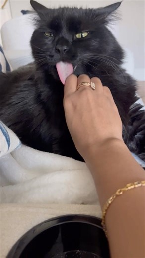 My cat WILL lick when getting scratched 😂