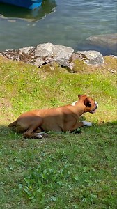 134K views · 10K reactions | Slip n slide, extra woodsy wood, and alert system, B. All in 2 minutes 藍藍 | Wrigley, Bauer, Kobe, and Sophie Boxer | Facebook