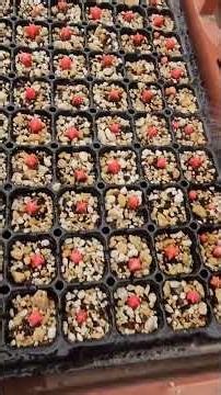 fertilizando los astrophytums #cactus #astrophytum #plantas