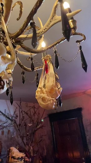 “Vamp” Chandelier #lights #gothicdecor #halloweenlight #dracula #macabre #artforsale #lighting #skullart #suemoerderskullart #vampire #bat