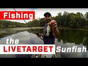 How To Fish The LIVETARGET Sunfish with Cornell Badra!