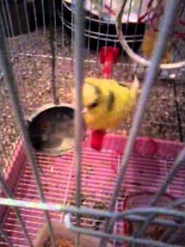 perruche qui parle en francais