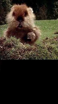 Caddyshack: The Top 10 Weirdest Facts