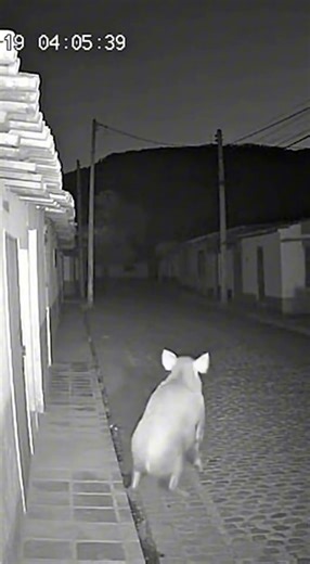 CCTV Caught a Pig Reacting to Paranormal Activity 😨🐖📹
