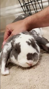 He smiles every time I pet him!