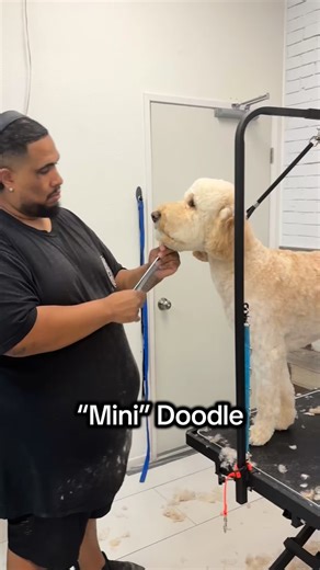 Why our OODLE price varies by age, size, and weight. Everyone was sold a “Mini” oodle, but not everyone ended up with one. “Mini” is just a marketing term for doodle vendors. Buyer beware. Our doodle prices start at $90 and go all the way up to over $300 not including matting or special handling fees. #doggrooming #doodle #fontana | Suds N’ Bones Grooming Parlor