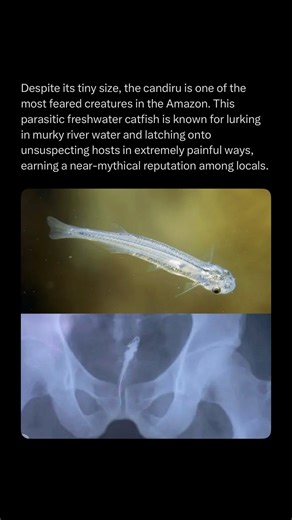 Horrors | Locals describe the candiru as a stealth predator, drawn to movement and body fluids in the water. When it finds a host — usually another... | Instagram