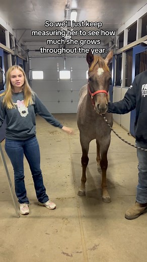 How tall is Ruby? #horse #filly #roan #hands | Madalynn L Redline